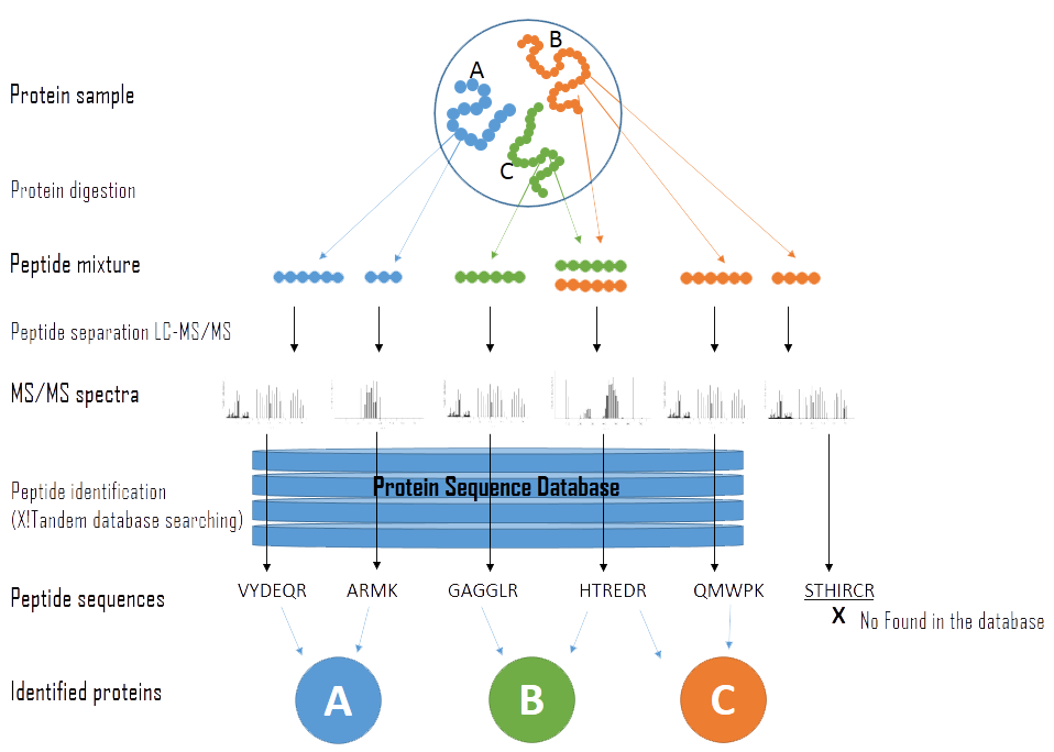 Protein Identification Workflow